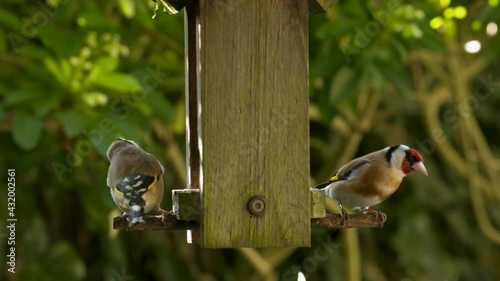 4K video clip of two European Goldfinches eating seeds, sunflower hearts, from a wooden bird feeder in a British garden during summer