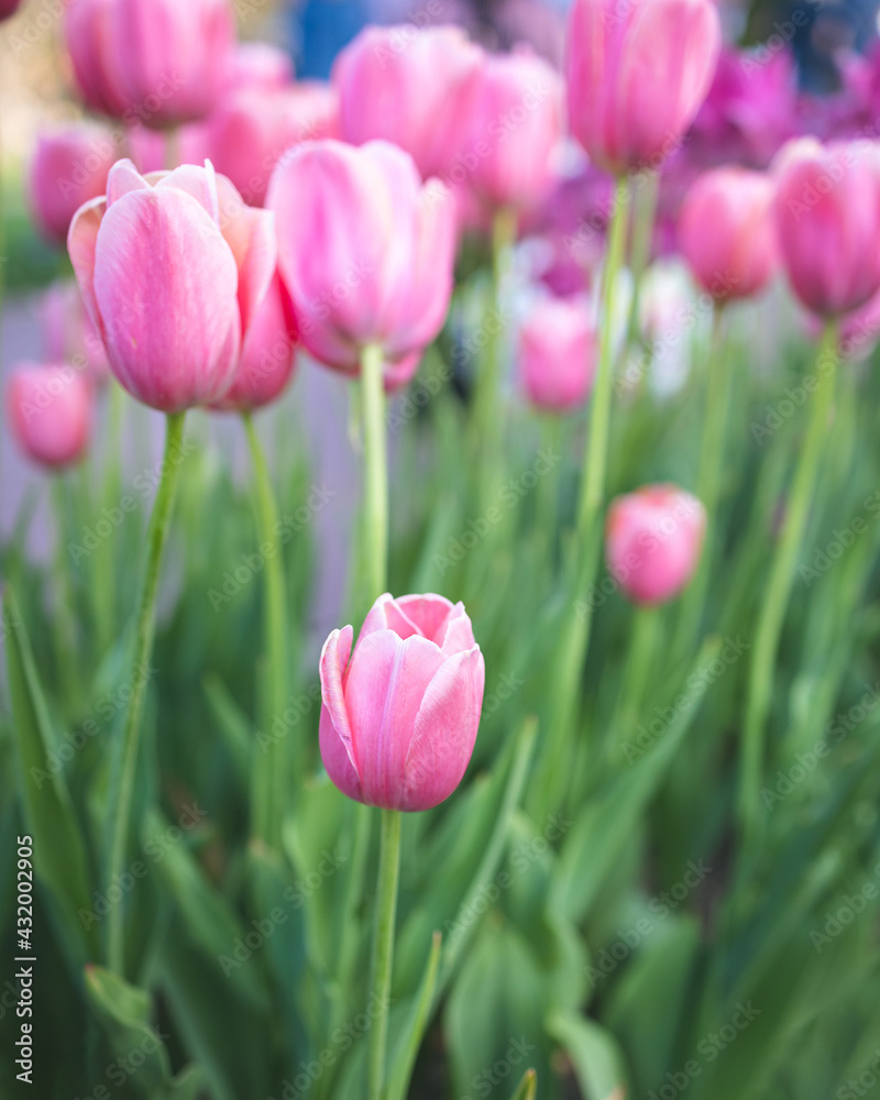 Spring Tulips Spring Tulips