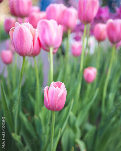 Spring Tulips