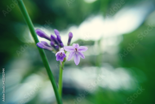 flower on green background