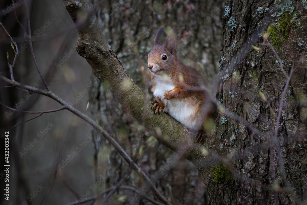 Fototapeta premium The red squirrel or Eurasian red squirrel