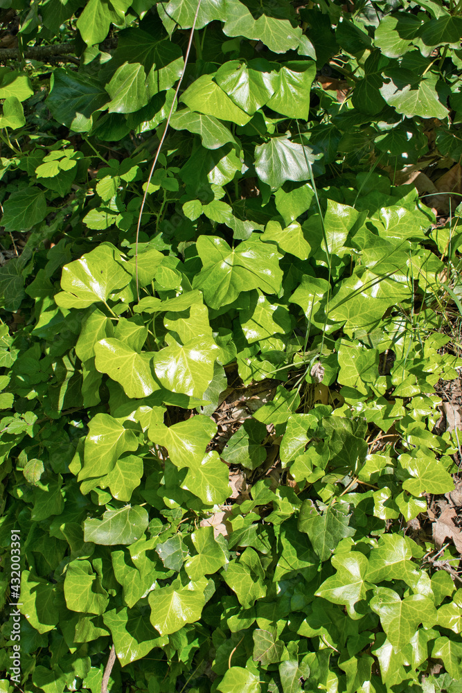 Hojas verdes y brillantes de Hiedra o Yedra en un parque Hojas verdes y brillantes de Hiedra o Yedra en un parque