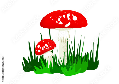 grzyby muchomory