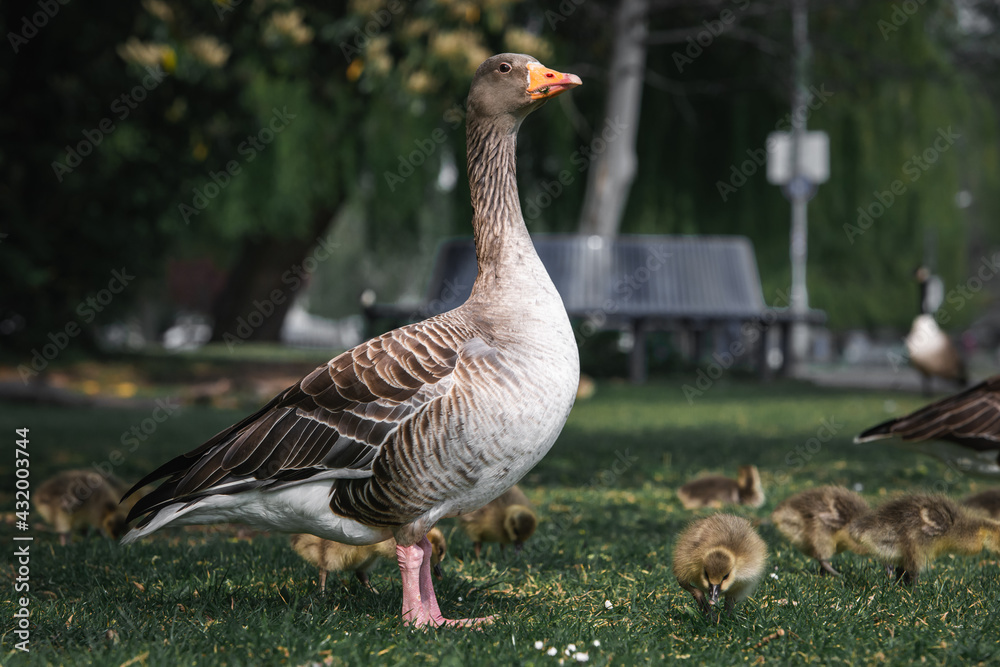 Greylag goose family with their freshly hatched chicks . Greylag goose family with their freshly hatched chicks .