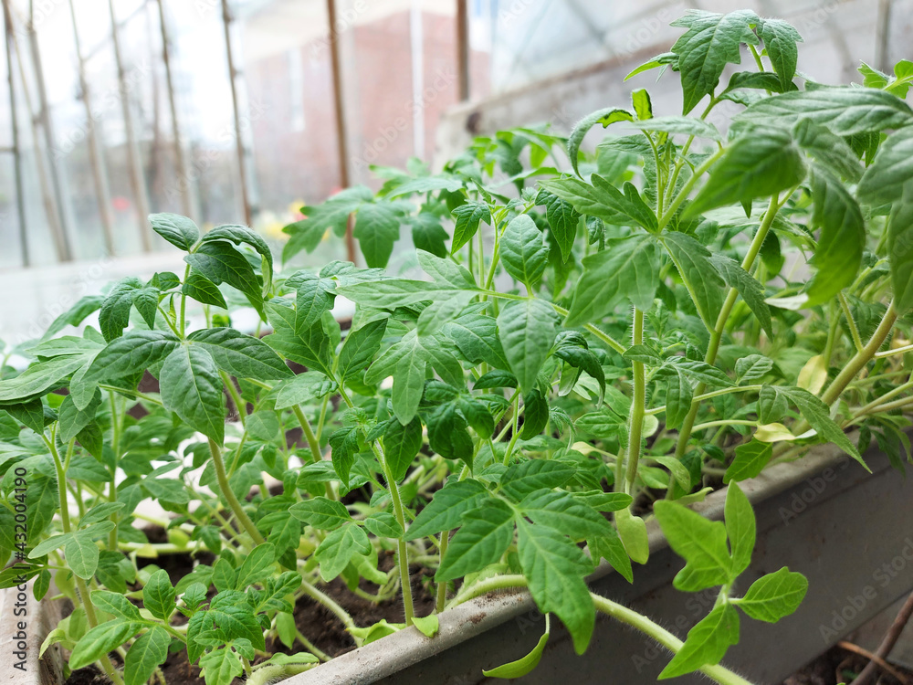 tomato seedlings in a container in a greenhouse. gardening, nature, plants, spring.