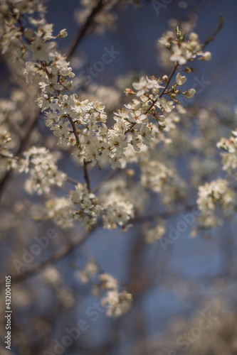 cherry tree flowers on a sunny day in spring © Ирина Ваганова