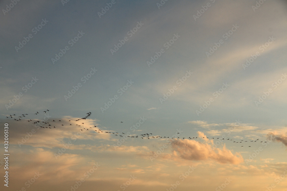 migratory birds fly in V-shape migratory birds fly in V-shape