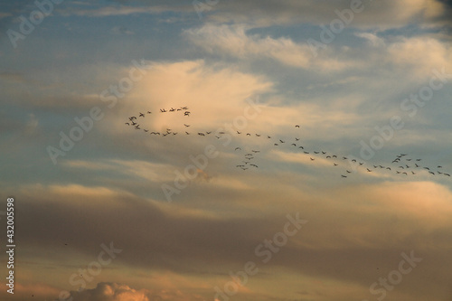 migratory birds fly in V-shape © FarazHabiballahian