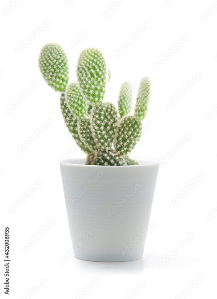 Small natural green succulent or cactus, Opuntia cactus plant in white ceramic pot isolated on a white background by a front view, Suitable as a design object Small natural green succulent or cactus, Opuntia cactus plant in white ceramic pot isolated on a white background by a front view, Suitable as a design object