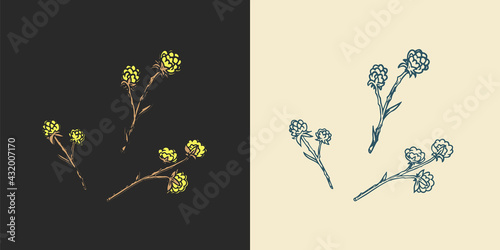 Hops and Barley. Malt Beer. Engraved vintage set. Hand drawn collection. Sketch for web or pub menu. Design elements isolated on white background.