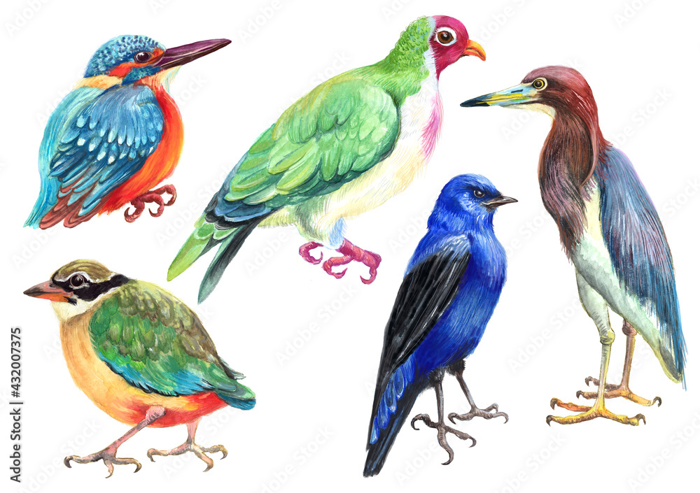 Watercolor colorful set with  wild bird. White background.