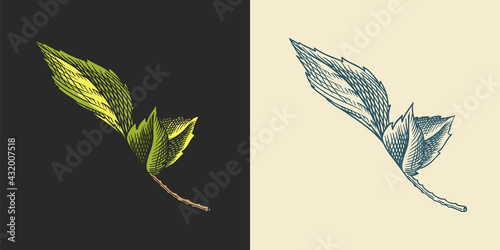 Hop leaves for Malt Beer. Engraved vintage set. Hand drawn collection. Sketch for web or pub menu. Design elements isolated on white background.