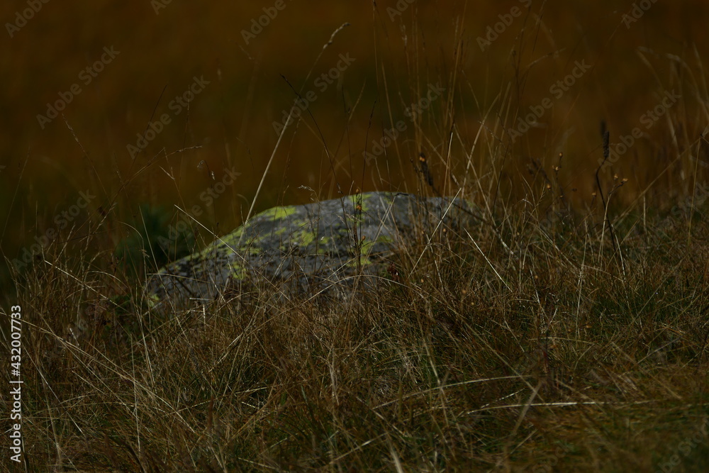 Obraz premium stille