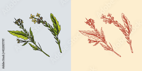 Mustard plant. Spicy condiment. Harvest concept. Illustration for Vintage background or poster. Engraved hand drawn sketch.
