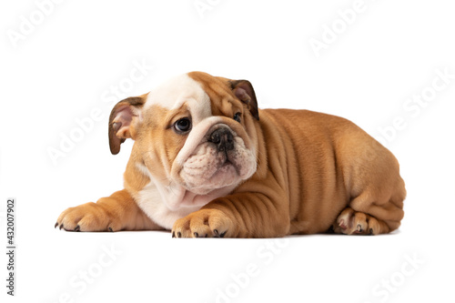 English bulldog puppy isolated on a white background © zorandim75
