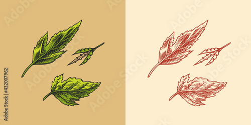 Mustard plant. Spicy condiment. Green leaves. Harvest concept. Illustration for Vintage background or poster. Engraved hand drawn sketch.