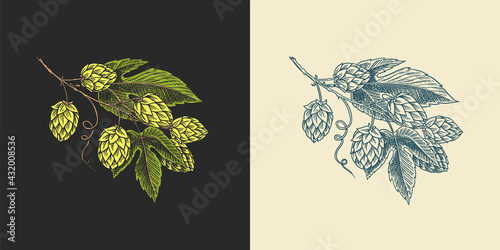 Hops and Barley. Malt Beer. Engraved vintage set. Hand drawn collection. Sketch for web or pub menu. Design elements isolated on white background.