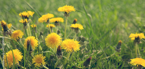 Close up flowers yellow dandelions and sunlight.