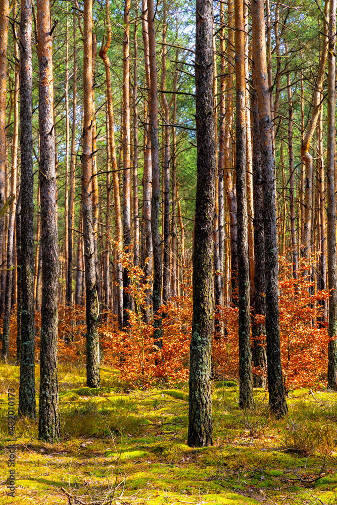 Obraz premium Early spring landscape of mixed European forest thicket in Mazovia Landscape Park town of Otwock, near Warsaw in central Poland