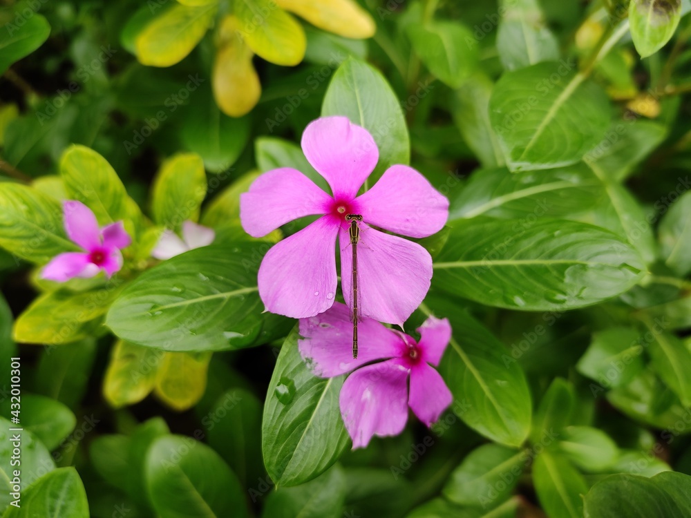 Inset on pink flowers and green leaf on background Inset on pink flowers and green leaf on background
