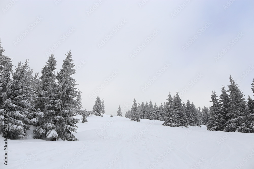 Beautiful winter landscape with snow covered trees in Czech Republic