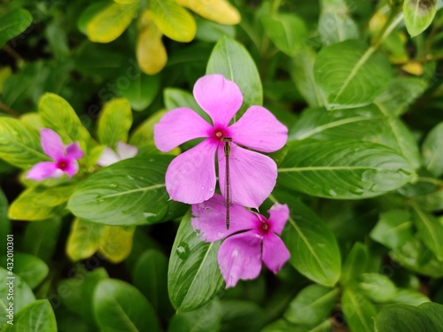 Inset on pink flowers and green leaf on background