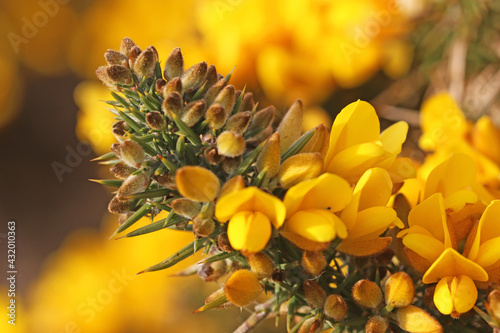 Φωτογραφία Gorse bush in flower in close up