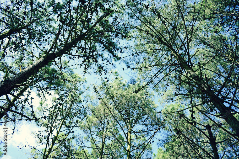 branches against blue sky branches against blue sky