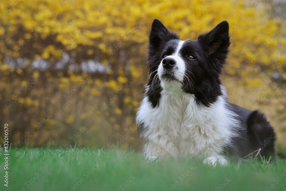 Attentive Border Collie Lies Down in Green Lawn in the Garden. Cute Black and White Dog in Grass during Springtime.