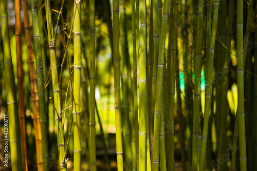 Bamboo trunk and leaves. Bamboo forest selective focus  sunlight in the distance.