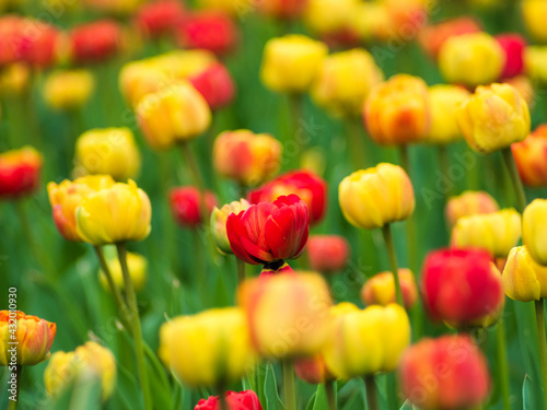 Blooming tulips. Beautiful spring flowers.
