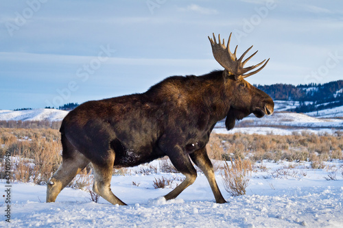 A bull moose walks in a snow-covered Antelope Flats in Grand Teton National Park, Wyoming. photo