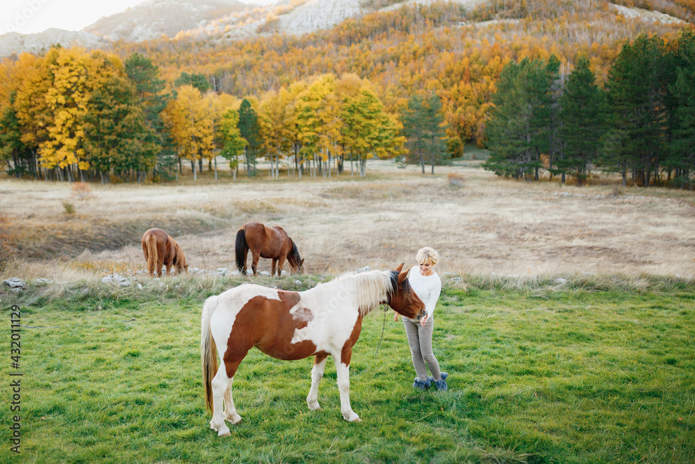 Woman feeds a brown and white horse in the autumn forest. Brown horses graze on the lawn