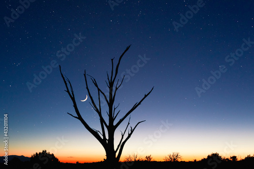 A barren tree silhouette against sunset, stars and crescent moon in Canyonlands National Park in Southern Utah. photo