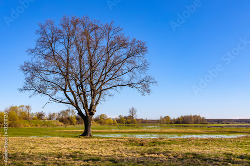 Wallpaper Mural Early spring panoramic view of Narew river valley wooded wetlands and nature reserve in Zajki village near Wizna in Podlaskie voivodship in Poland Torontodigital.ca