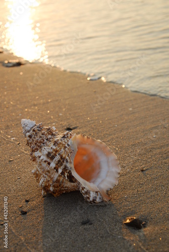 A single murex shell sits at the edge of the sea, sanibel island, Florida