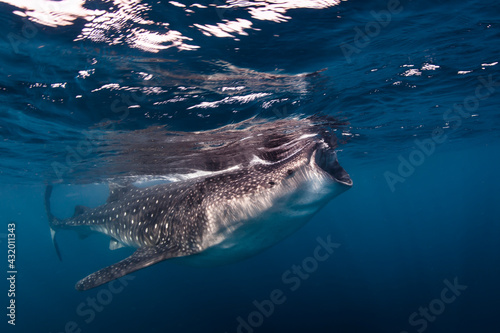 Mexico, Quintana Roo. A whale shark with the mouth open feeding near Isla Mujeres. photo