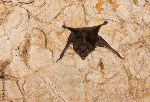 A Common Vampire Bat (Desmodus rotundus) in a cave at Cabo Blanco Absolute Reserve, Costa Rica. photo