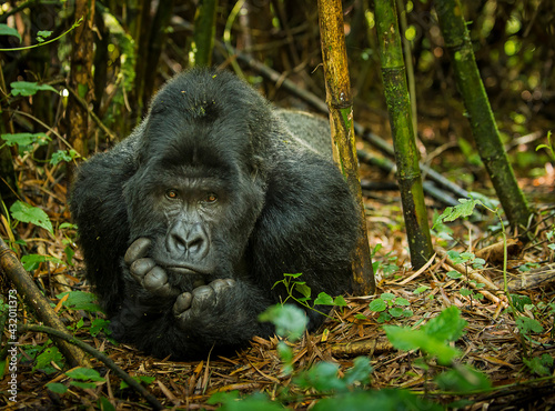 A silverback mountain gorilla relaxes on the forest floor and takes in his surroundings. photo