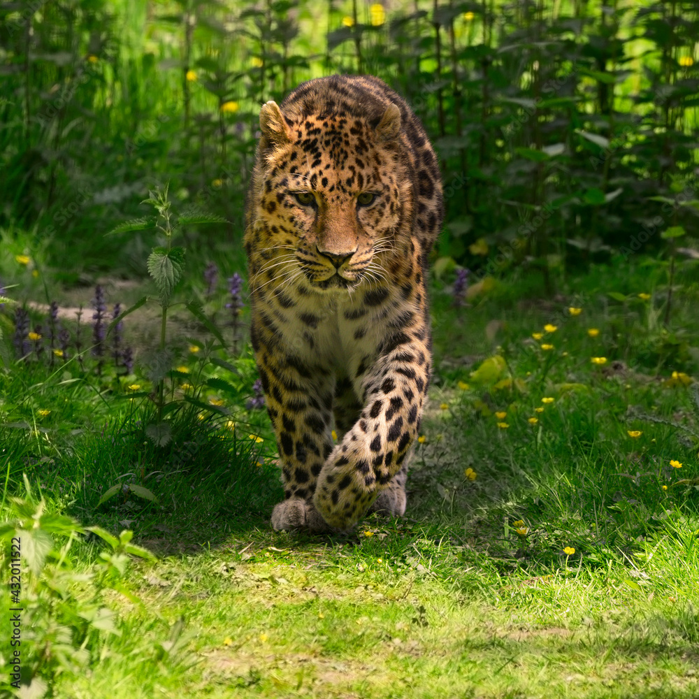 Obraz premium Carré face à la panthère du Sri Lanka