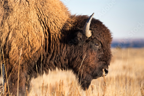 A bison walks through the grasslands of Theodore Roosevelt National Park, North Dakota.