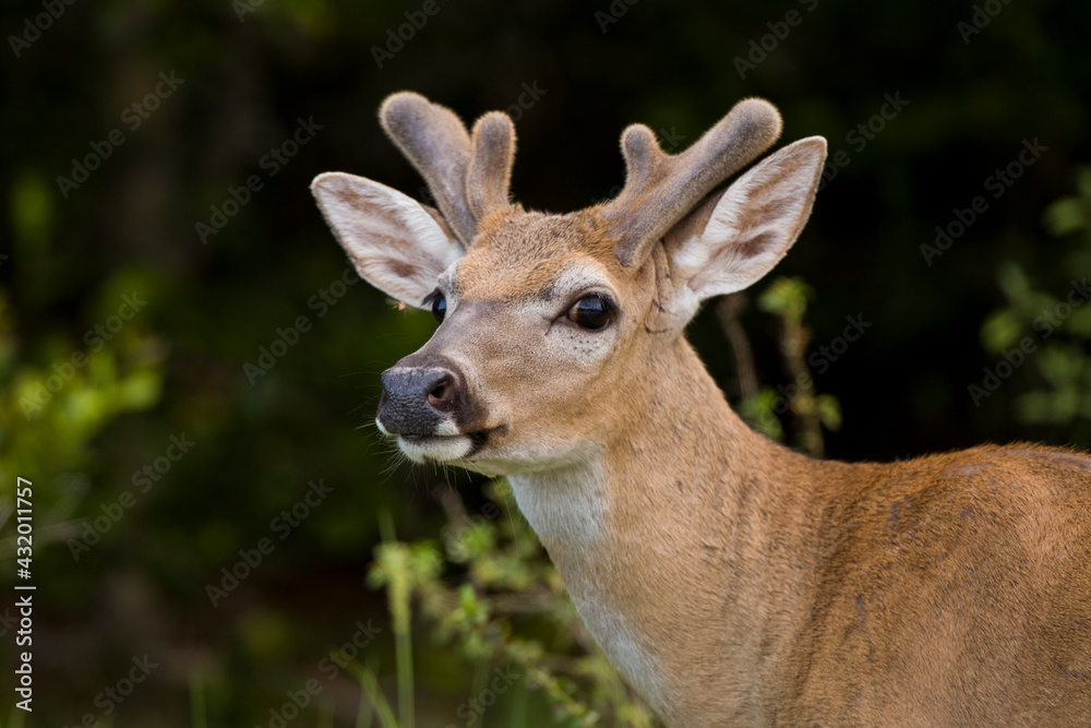 A Key Deer (Odocoileus virginianus clavium) buck in Big Pine Key, Florida. A Key Deer (Odocoileus virginianus clavium) buck in Big Pine Key, Florida.