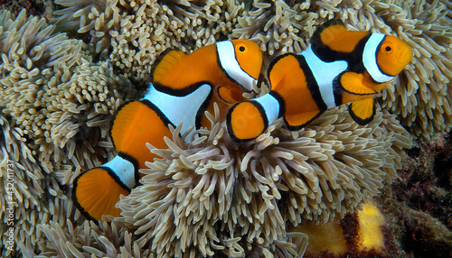 Percula Clownfish in an anemone photo