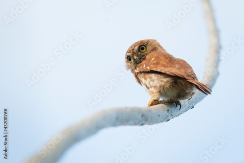 A pygmy owl, Pico Bonito National Park, Honduras.