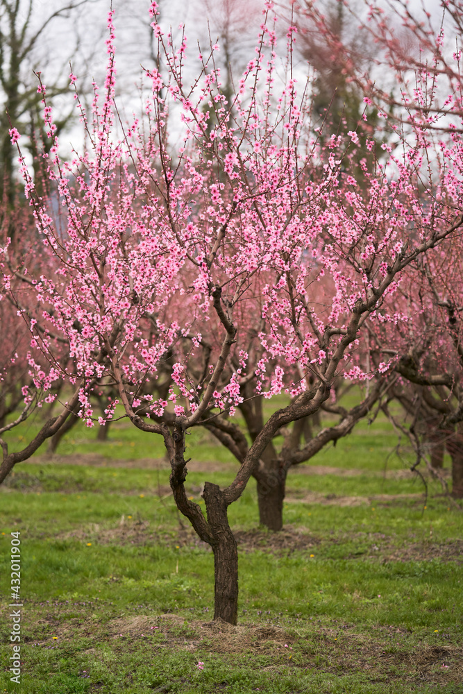 Blooming peach trees in the garden. Selective focus.