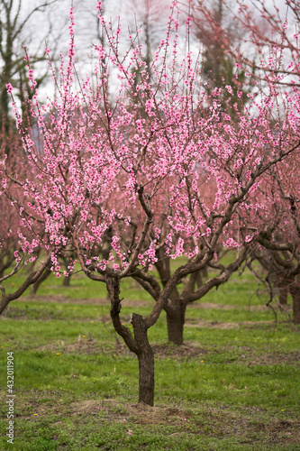 Blooming peach trees in the garden. Selective focus.