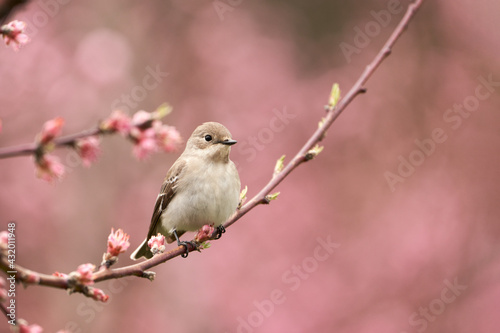 A nightingale on a peach blossom branch. Copy space.