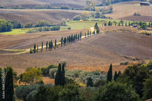An avenue of cypress marches majestically through the farmlands of southern Tuscany