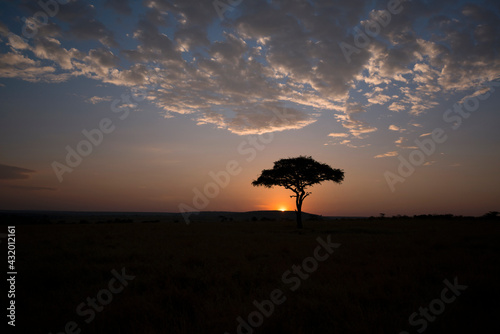 The sun rises behind an acacia tree in the Masai Mara, Kenya.