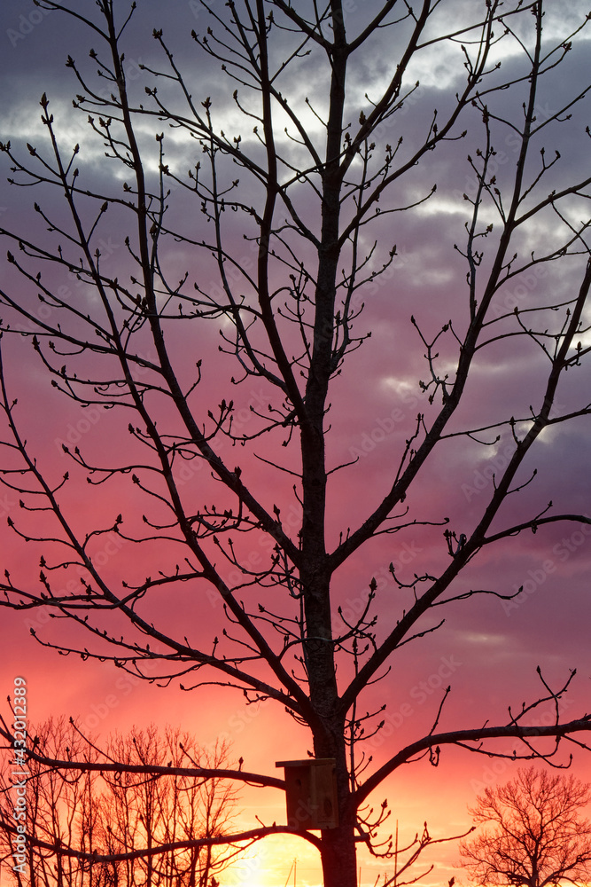 Sunset with a young horse chestnut tree and a nestbox Sunset with a young horse chestnut tree and a nestbox